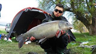 Buffalo Carp - Tancabsti